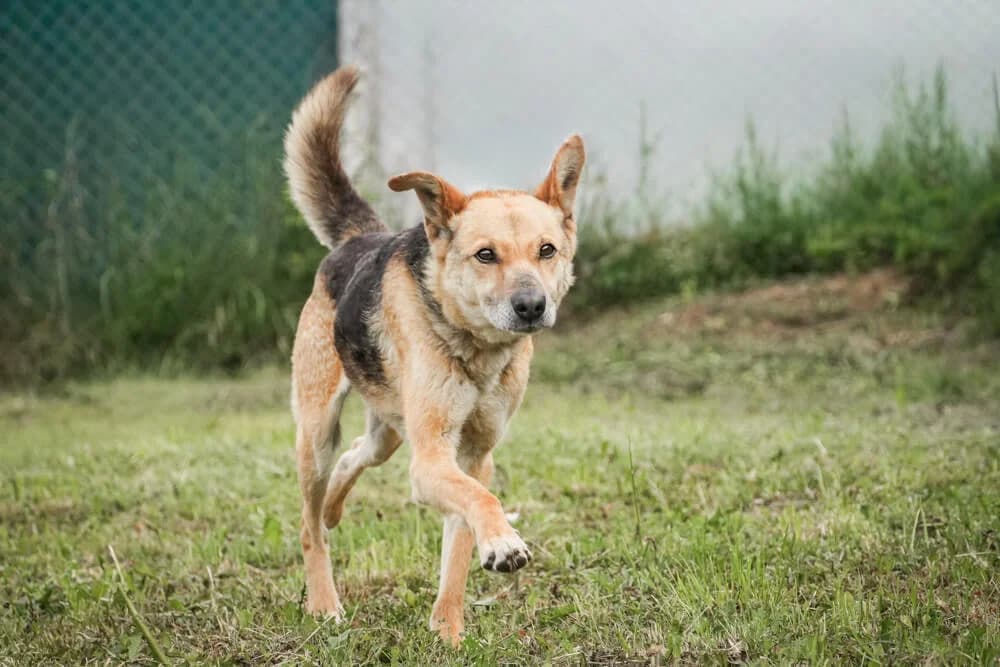 George, male Mixed Breed for adoption at Animal Care Hungary