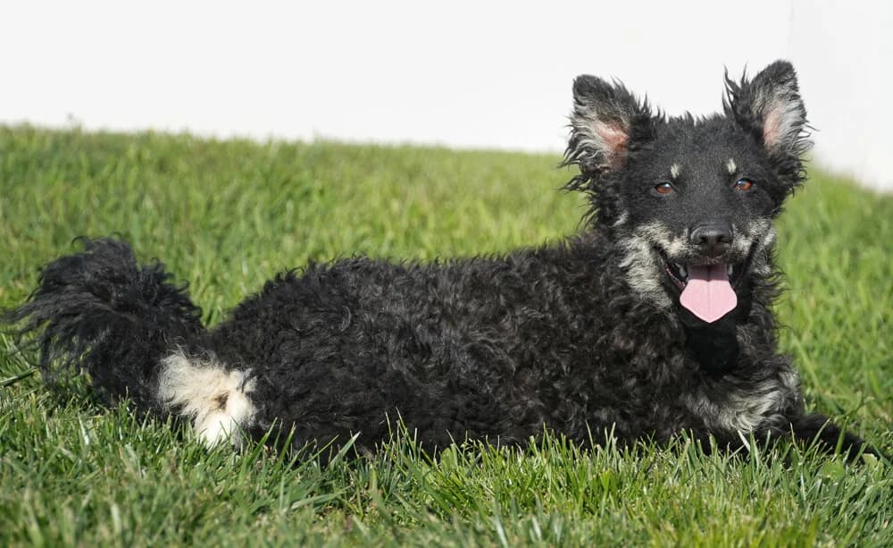 Gerda, female Mixed Breed for adoption at Animal Care Hungary