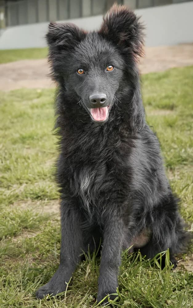 Gianni, male Mixed Breed for adoption at Animal Care Hungary