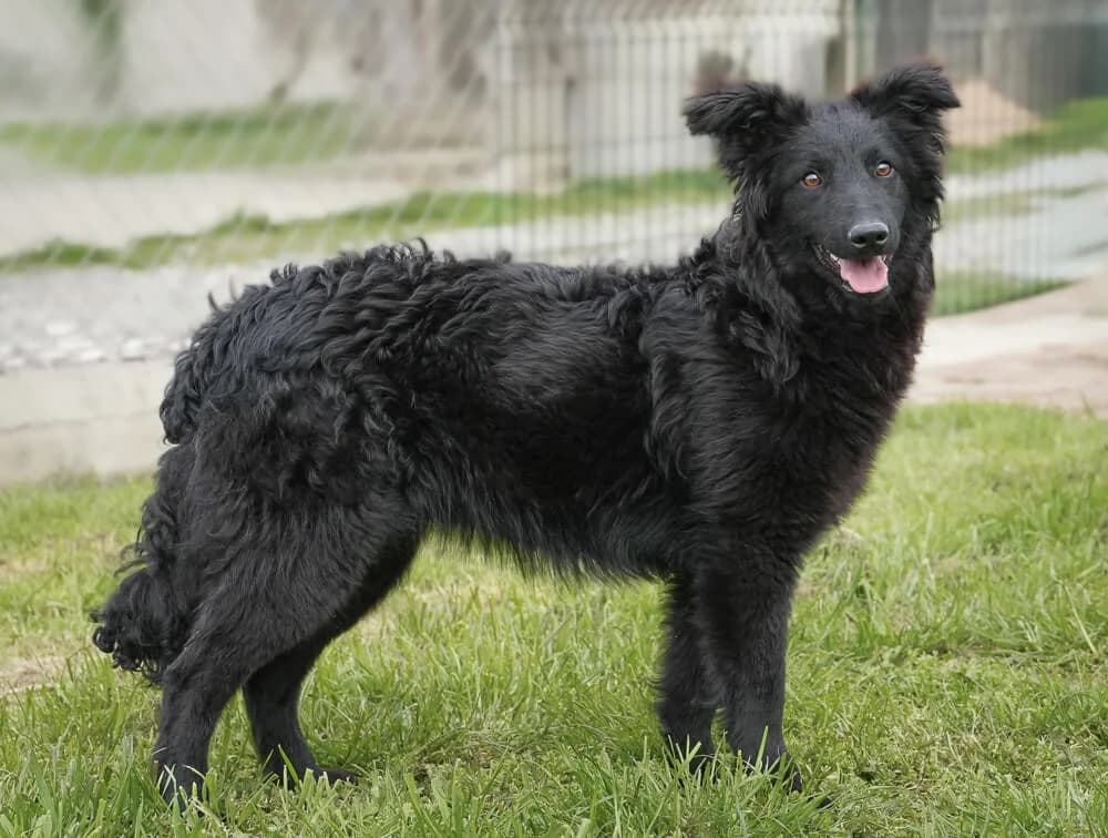 Greta, female Mixed Breed for adoption at Animal Care Hungary