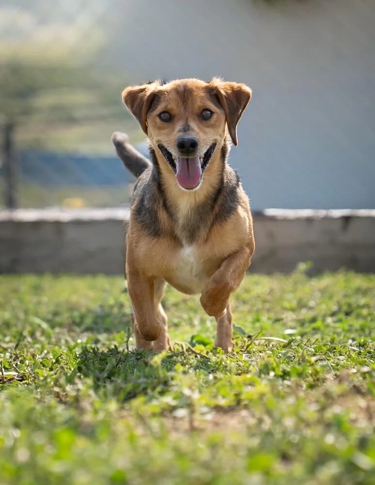 Harry, male 3yo Mixed Breed for adoption at Animal Care Hungary