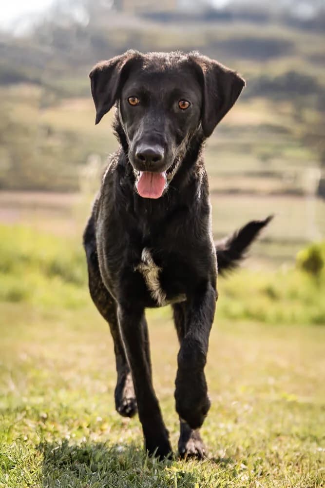 Hava, female young Mixed Breed for adoption at Animal Care Hungary