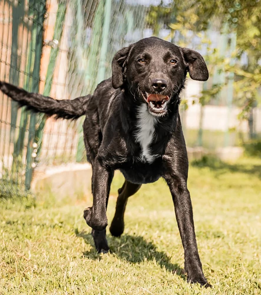 Haviva, female young Mixed Breed for adoption at Animal Care Hungary