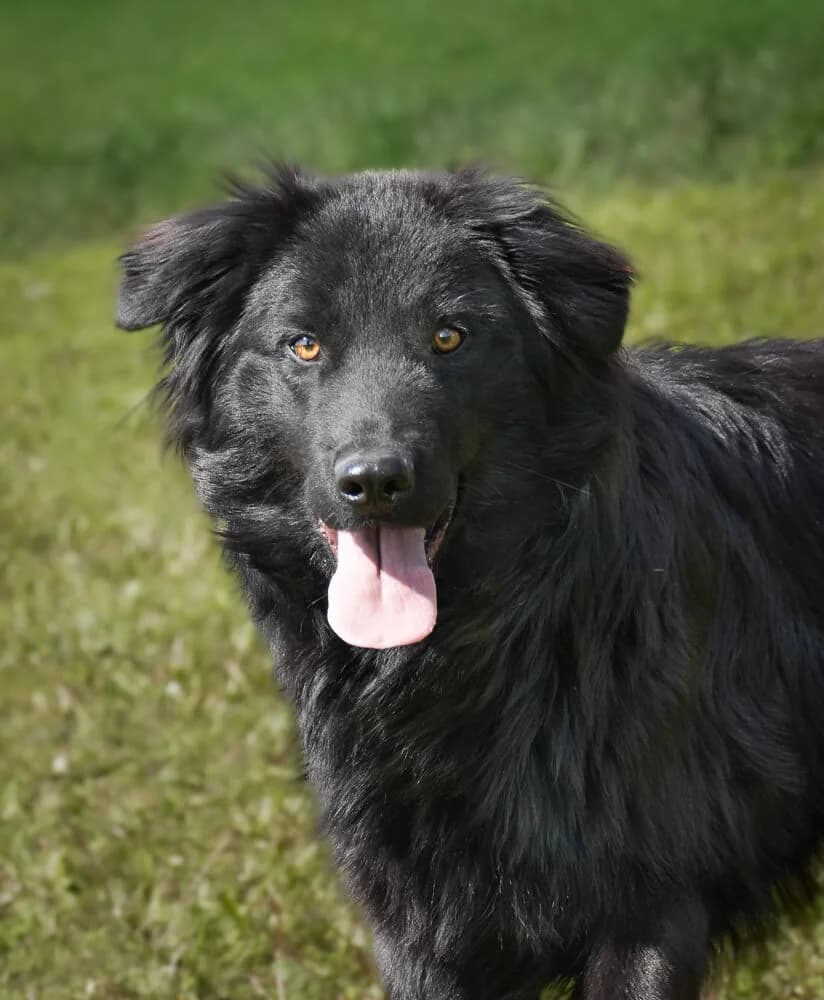 Ines, female Mixed Breed for adoption at Animal Care Hungary