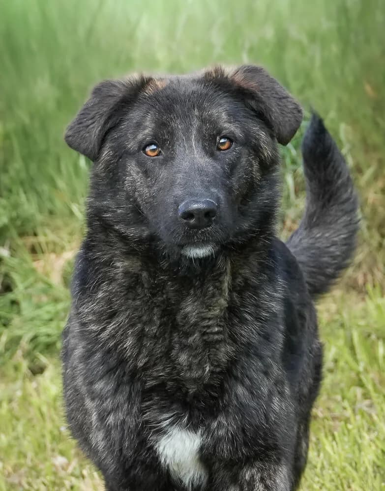 Inka, Mixed Breed (Animal Care Hungary)