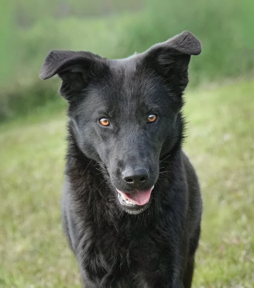 Isi, female Mixed Breed for adoption at Animal Care Hungary