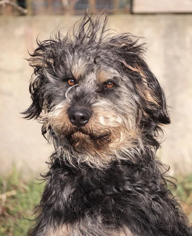 Jacky, male 6yo Mixed Breed for adoption at Animal Care Hungary