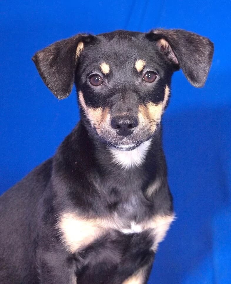 Jana, female puppy Mixed Breed for adoption at Animal Care Hungary