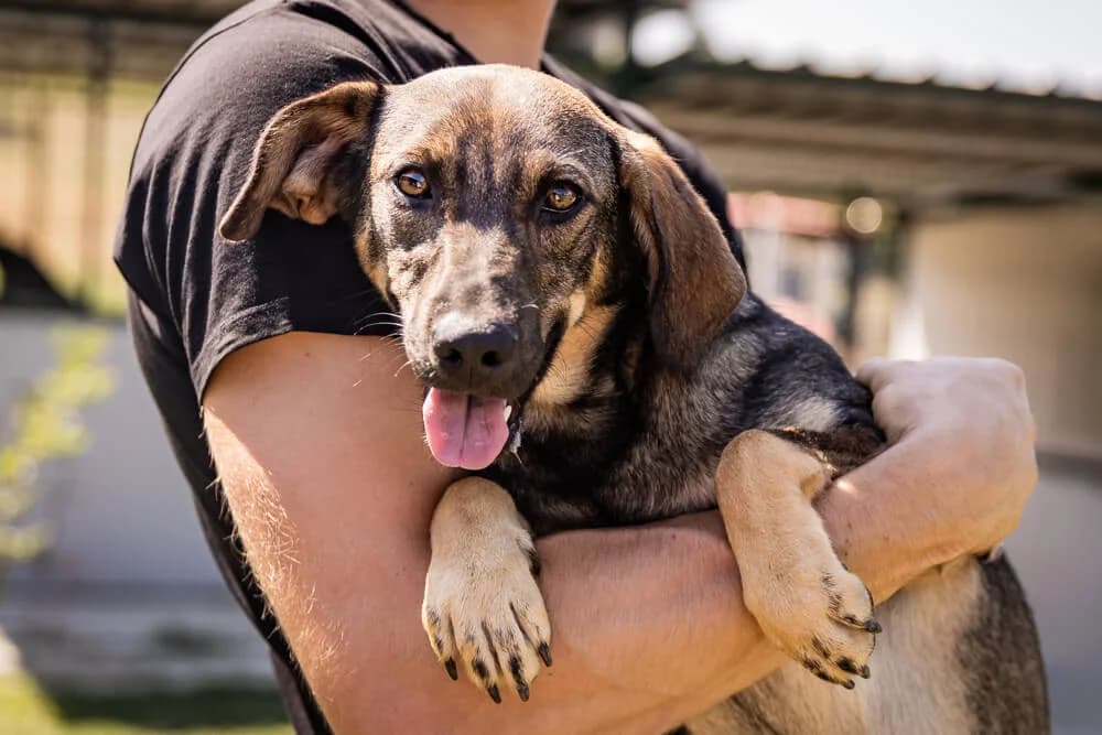 Janis, female young Mixed Breed for adoption at Animal Care Hungary