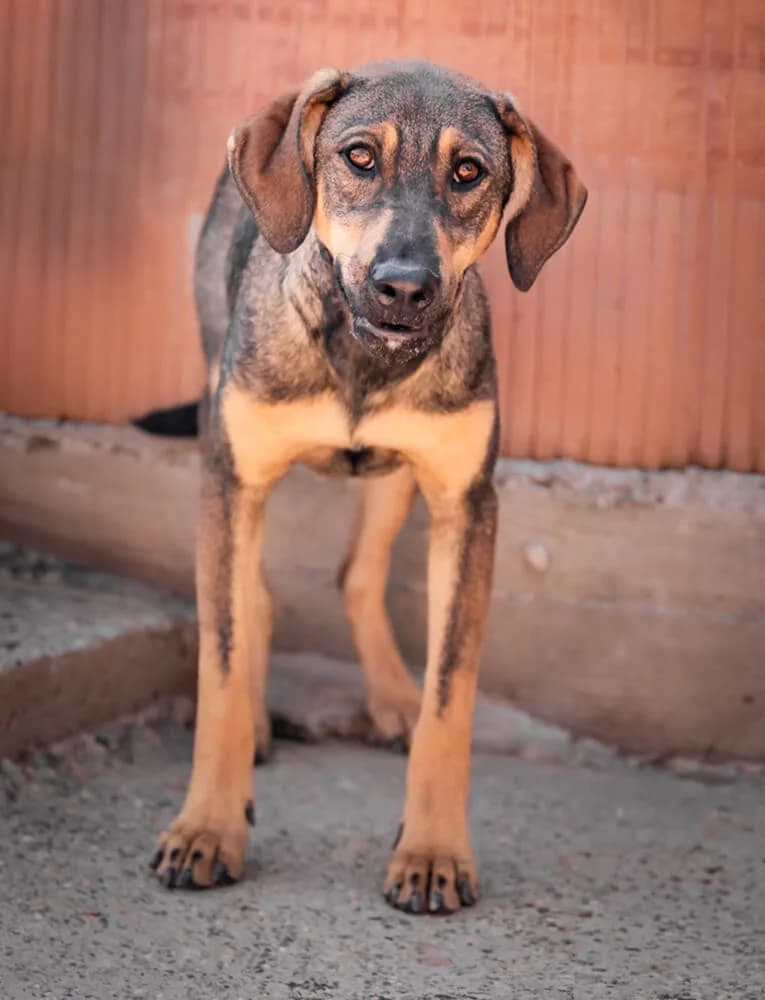 Jimmy, male young Mixed Breed for adoption at Animal Care Hungary