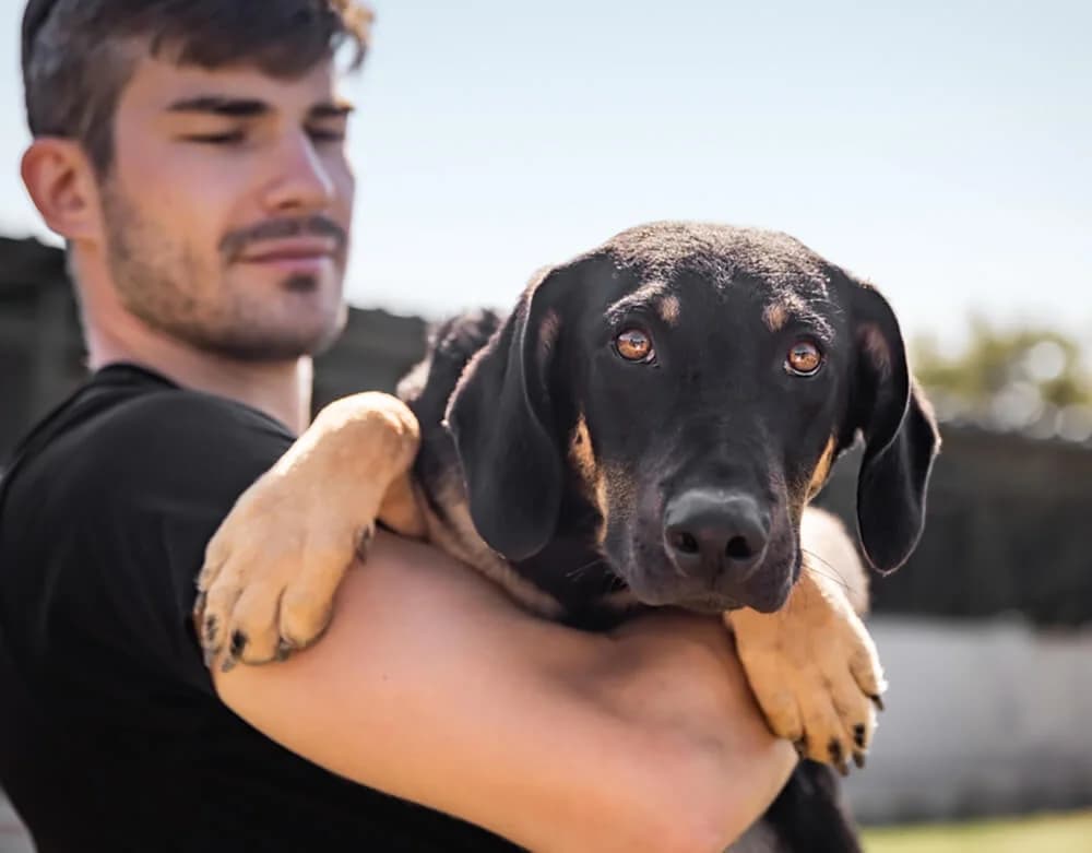 Jonas, male young Mixed Breed for adoption at Animal Care Hungary
