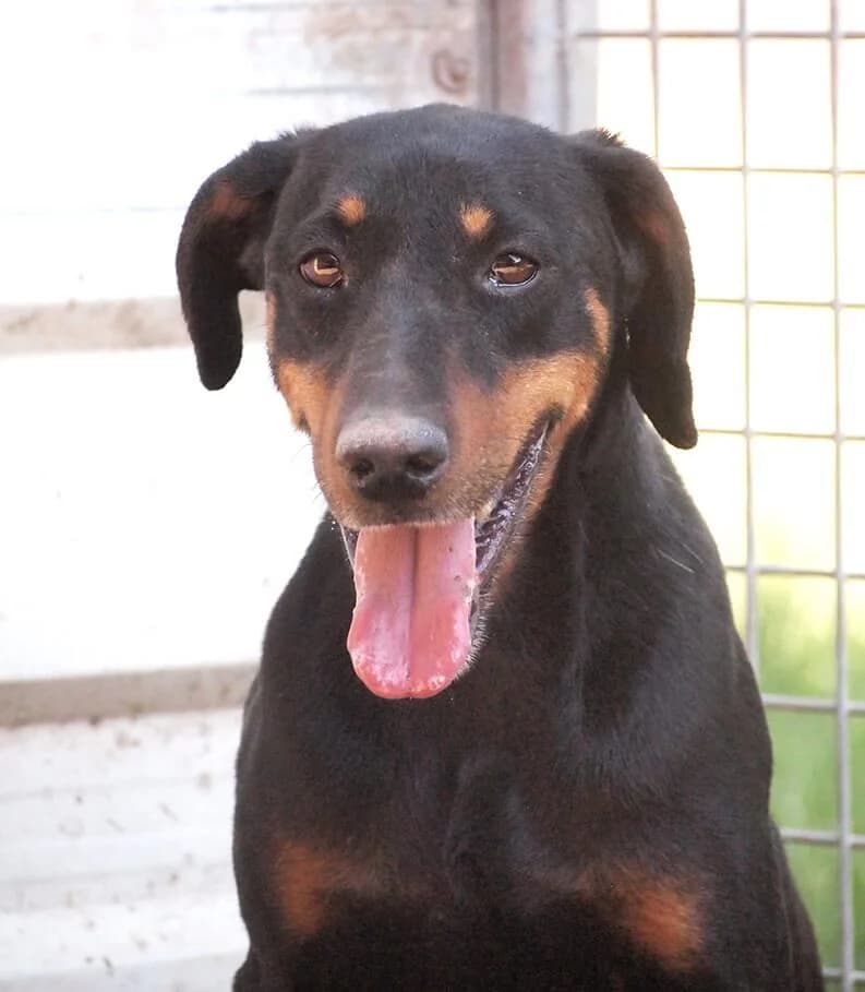 Kent, male senior Mixed Breed for adoption at Animal Care Hungary