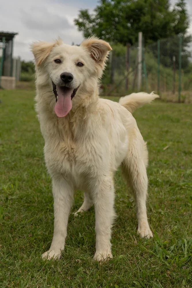 Kenzo, male young Mixed Breed for adoption at Animal Care Hungary