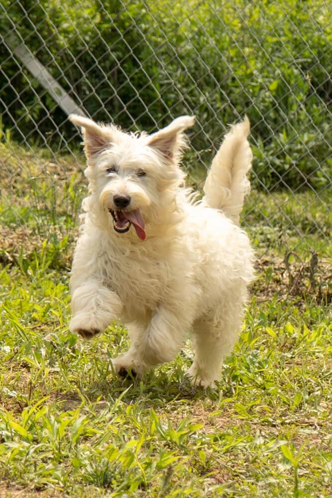 Kiro, male young Mixed Breed for adoption at Animal Care Hungary