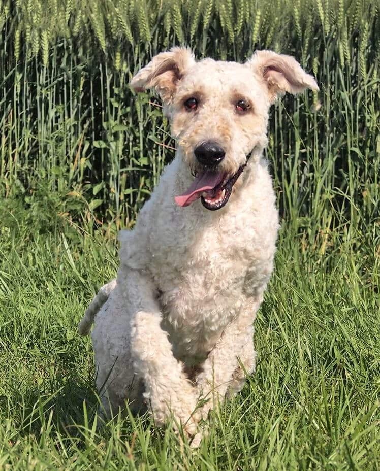 Koppany, male 3yo Komondor for adoption at Animal Care Hungary