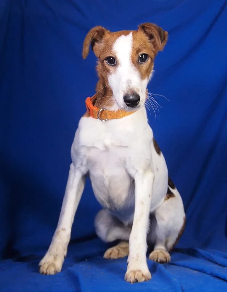 Lara, female young mixed breed for adoption at Animal Care Hungary