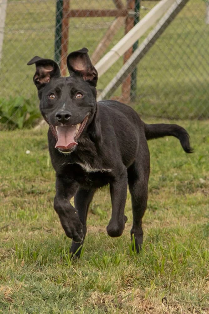 Larry, male puppy Mixed Breed for adoption at Animal Care Hungary
