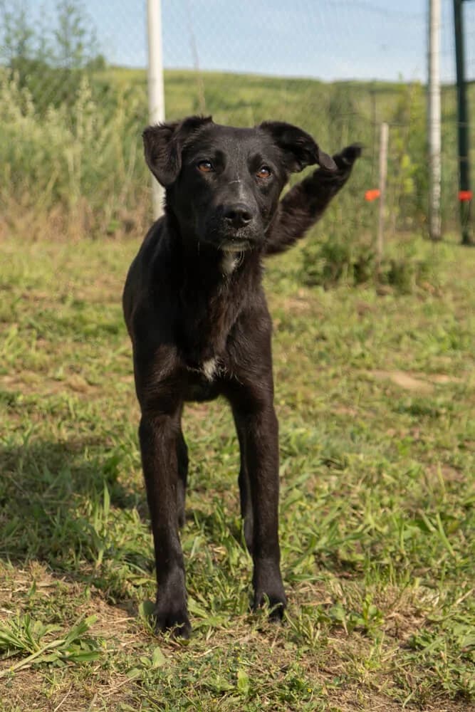 Lesley, female young Mixed Breed for adoption at Animal Care Hungary