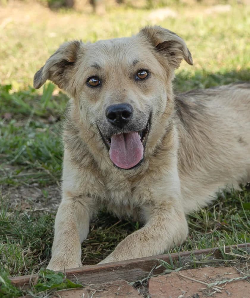 Lexi, female young Mixed Breed for adoption at Animal Care Hungary