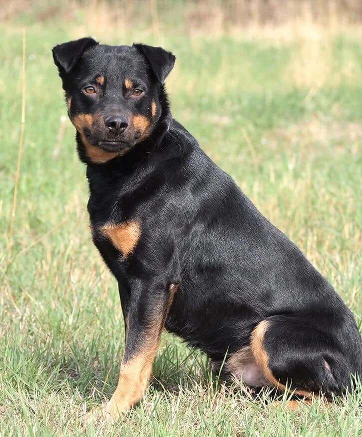 Martin, male Mixed Breed for adoption at Animal Care Hungary