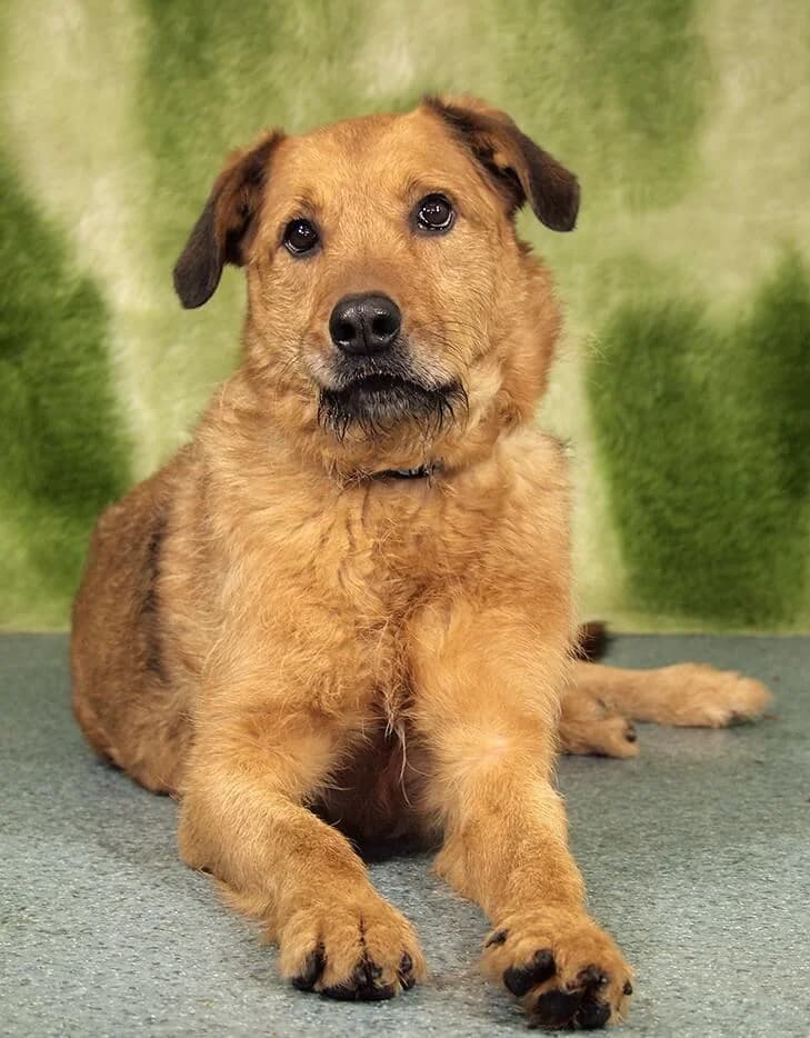 Medve, male senior Mixed Breed for adoption at Animal Care Hungary