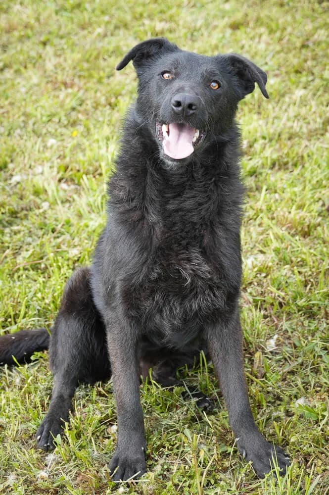 Memphis, male young Mixed Breed for adoption at Animal Care Hungary