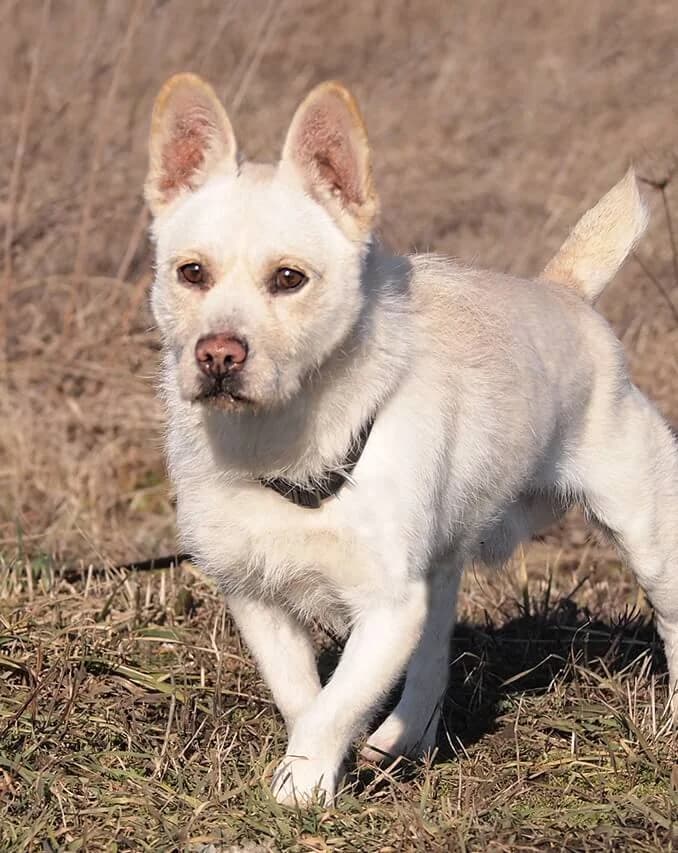Moki, male 6yo Mixed Breed for adoption at Animal Care Hungary
