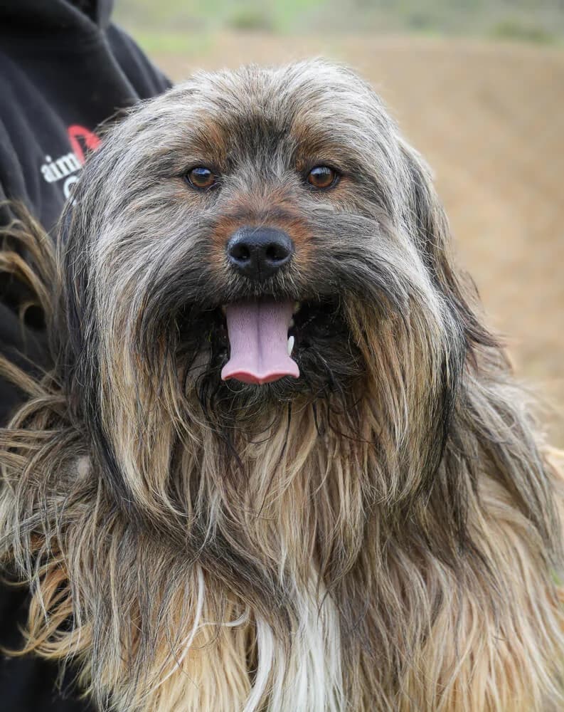 Molino, male young Mixed Breed for adoption at Animal Care Hungary