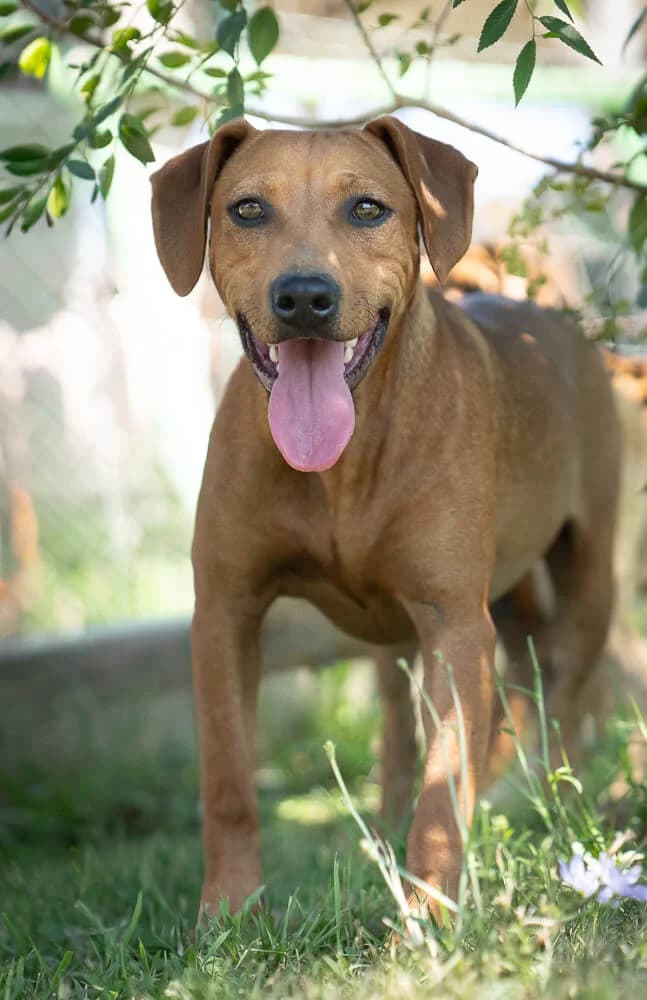 Mollie, female young Mixed Breed for adoption at Animal Care Hungary