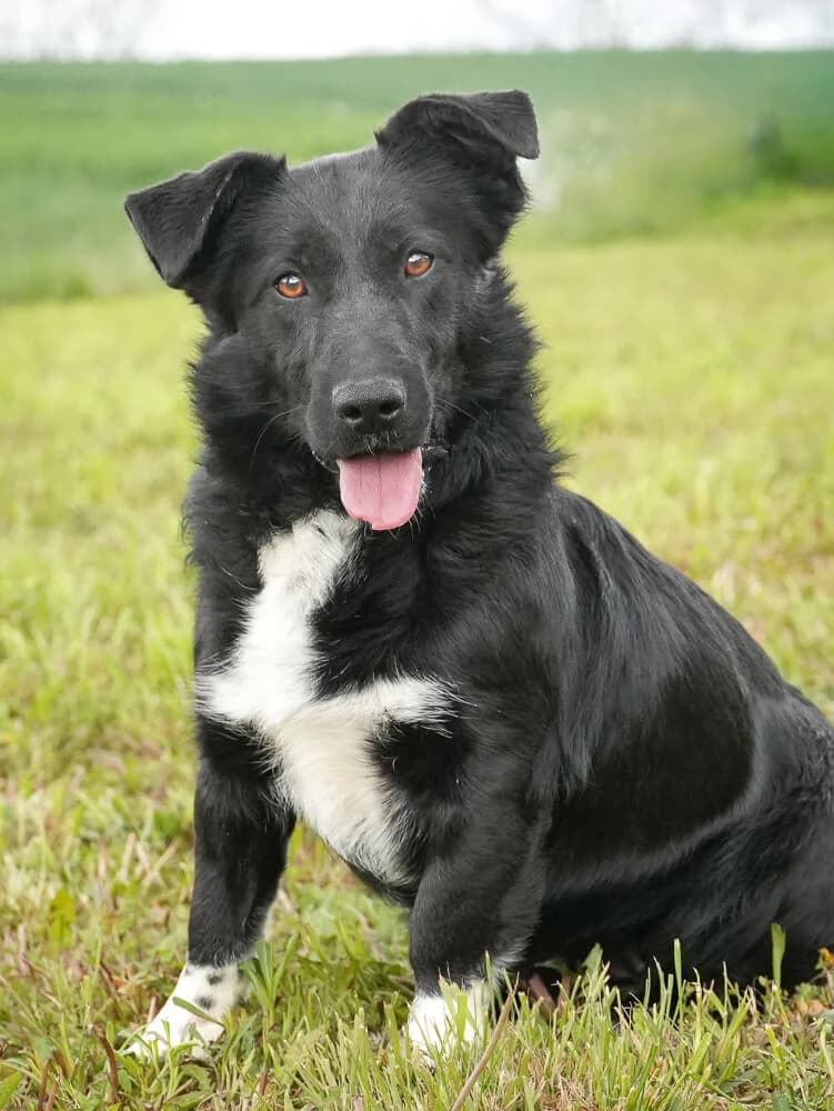 Mona, female Mixed Breed for adoption at Animal Care Hungary