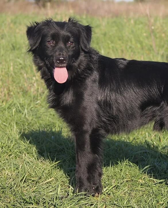 Nanouk, male 5yo Mixed Breed for adoption at Animal Care Hungary