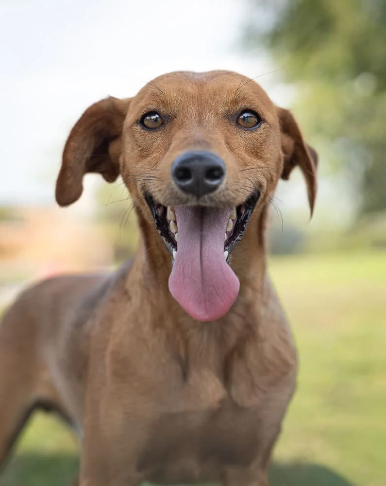 Obi, male young Mixed Breed for adoption at Animal Care Hungary