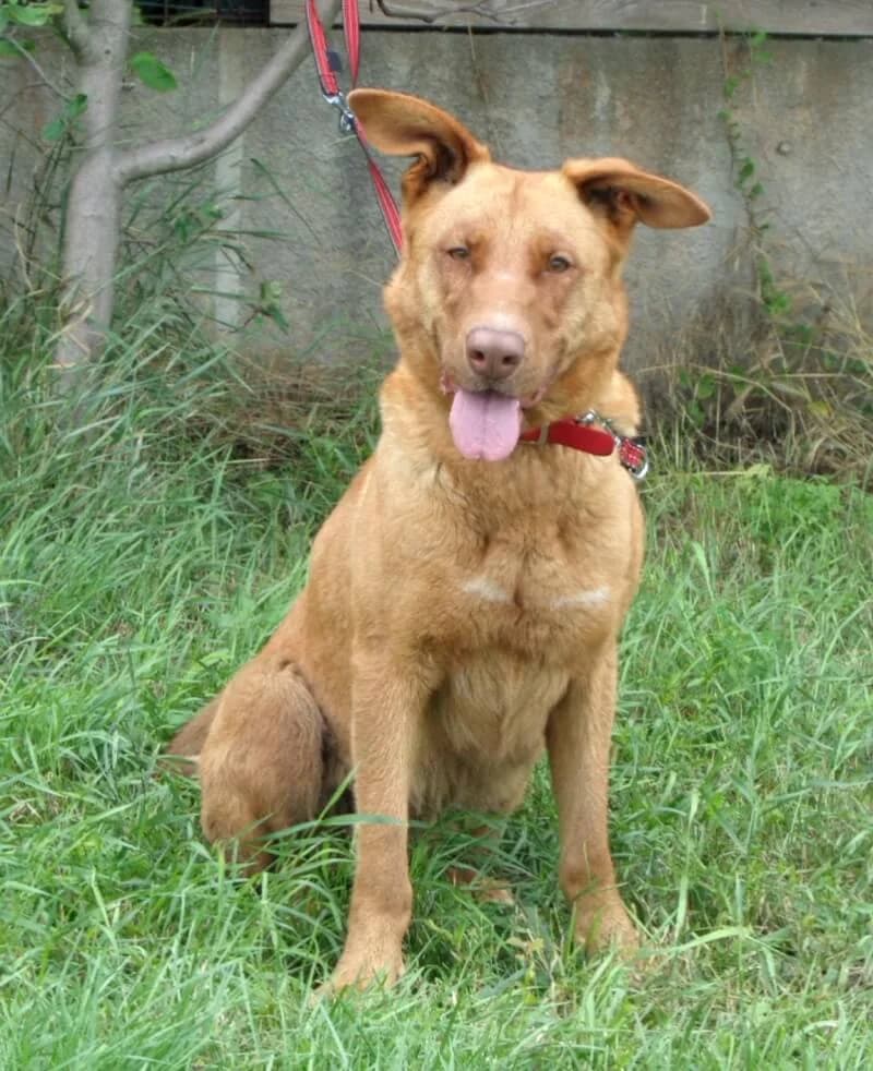 Ophelia, female senior Mixed Breed for adoption at Animal Care Hungary