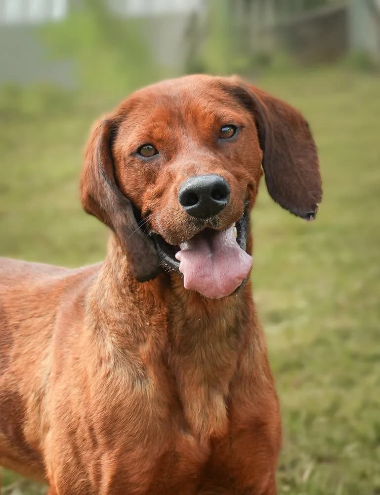 Pablo, male young Mixed Breed for adoption at Animal Care Hungary