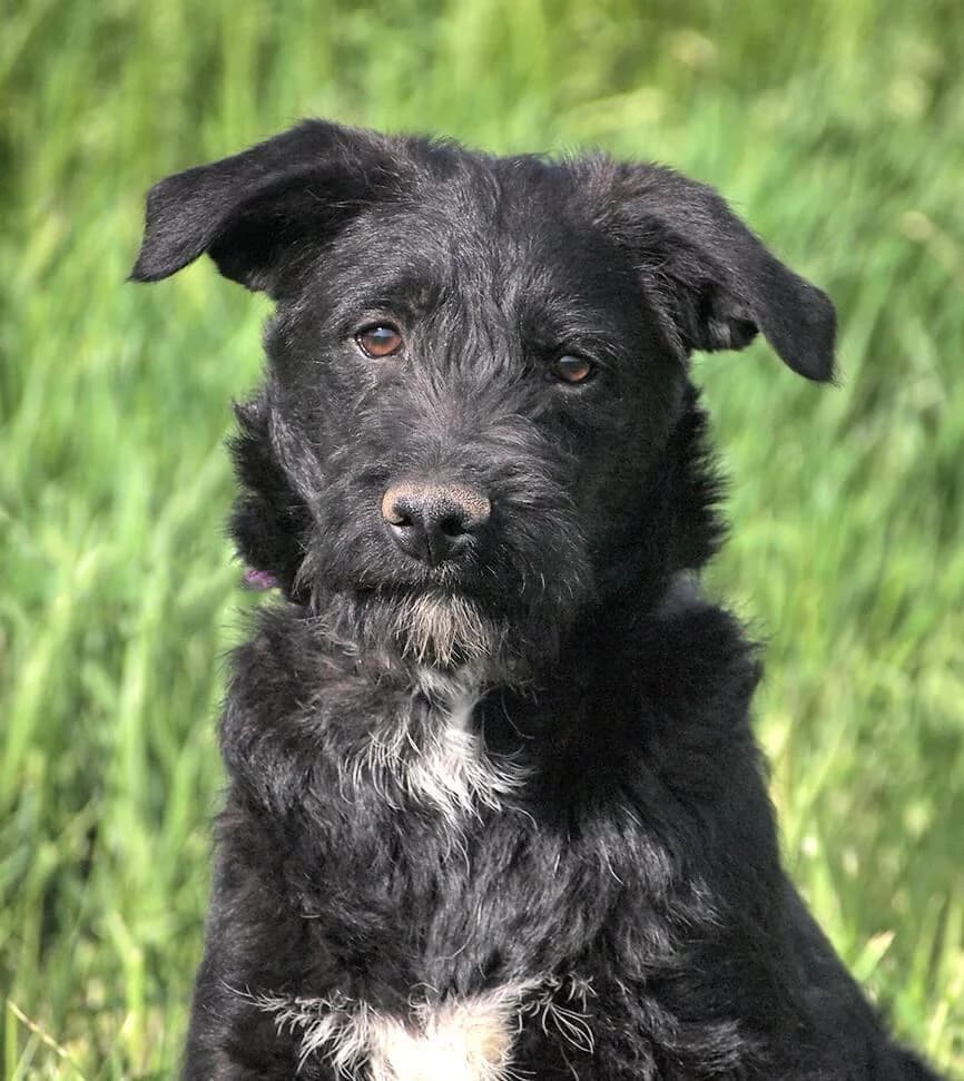 Pepe, male young Mixed Breed for adoption at Animal Care Hungary