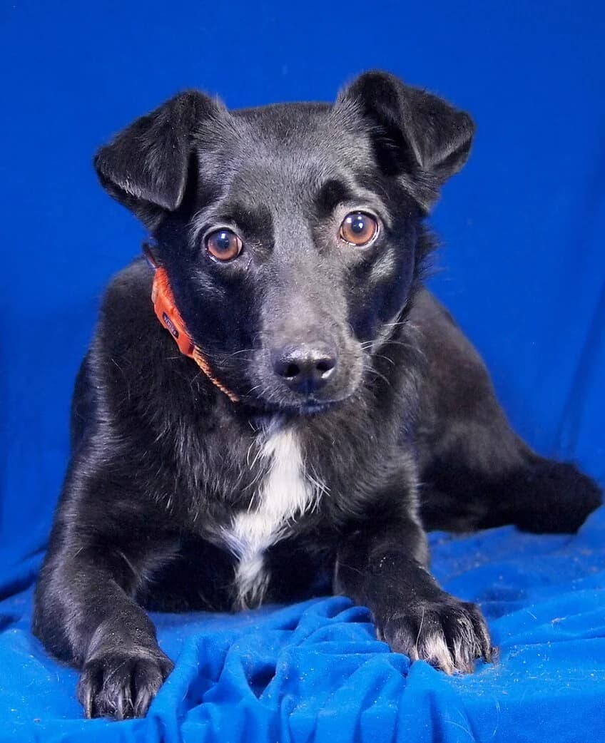 Perla, female young Mixed Breed for adoption at Animal Care Hungary