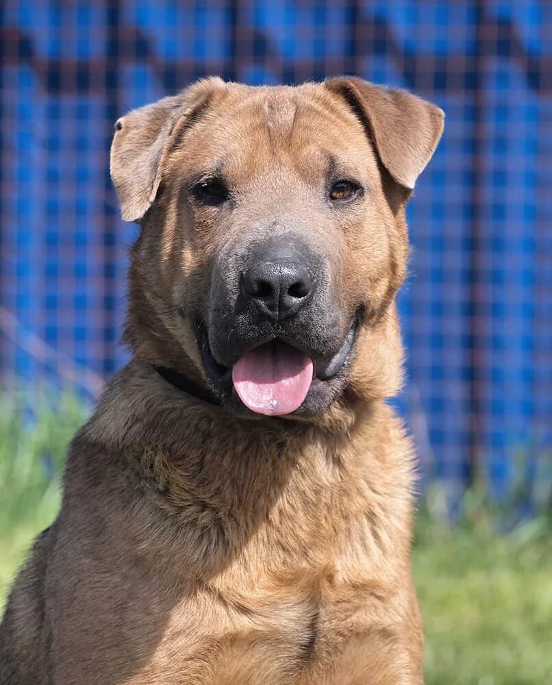 Philip, male 3yo Mixed Breed for adoption at Animal Care Hungary