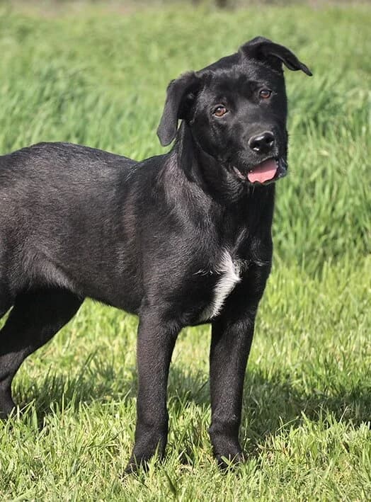 Pluto, male young Mixed Breed for adoption at Animal Care Hungary