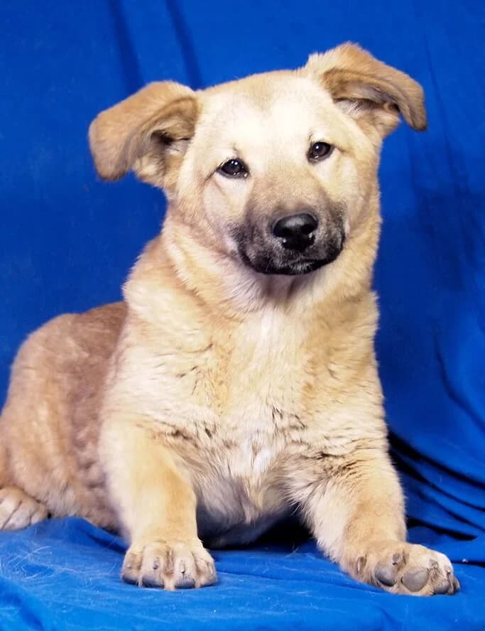 Raina, Mixed Breed (Animal Care Hungary)