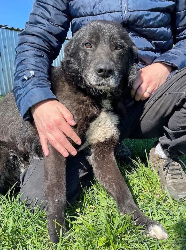 Rex, male senior Mixed Breed for adoption at Animal Care Hungary