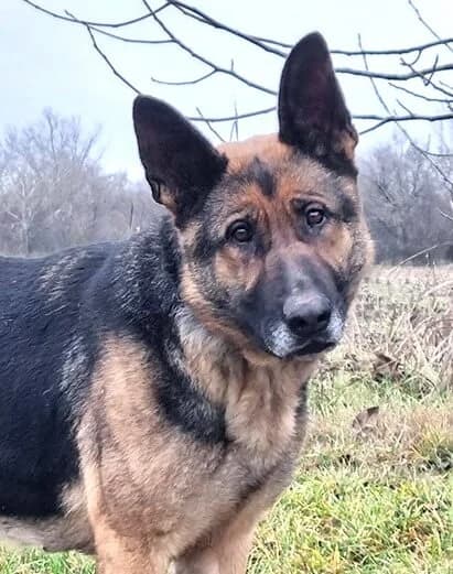Roxana, female 5yo German Shepherd for adoption at Animal Care Hungary