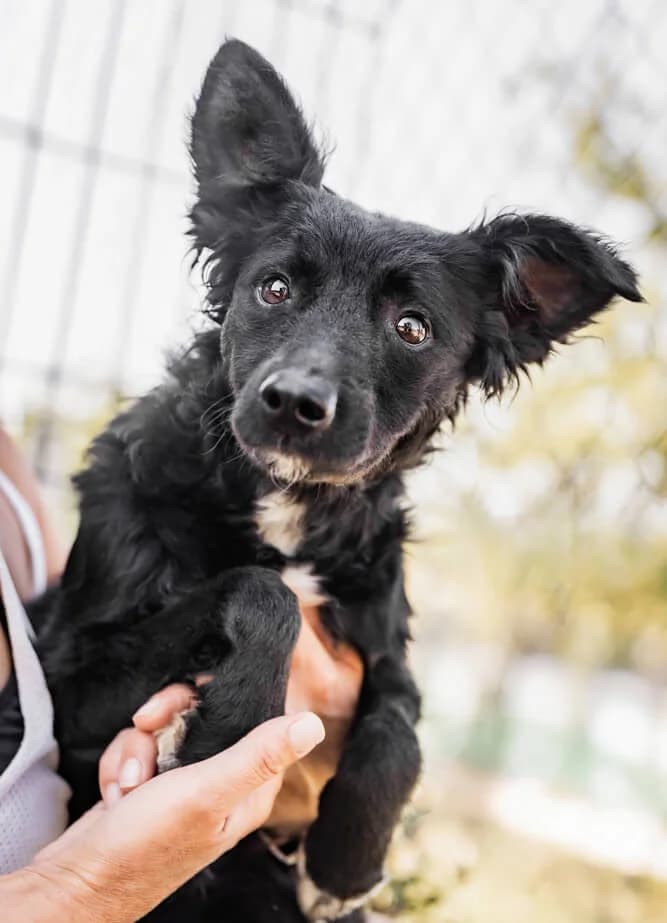 Safira, female young Mixed Breed for adoption at Animal Care Hungary