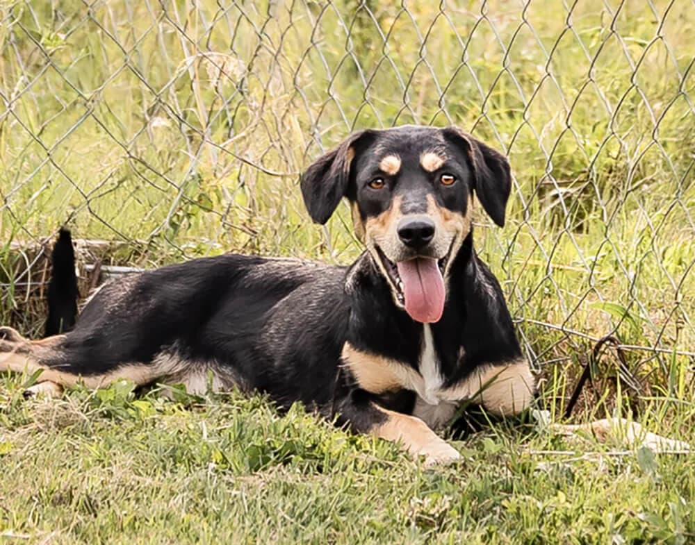 Samantha, female young Mixed Breed for adoption at Animal Care Hungary
