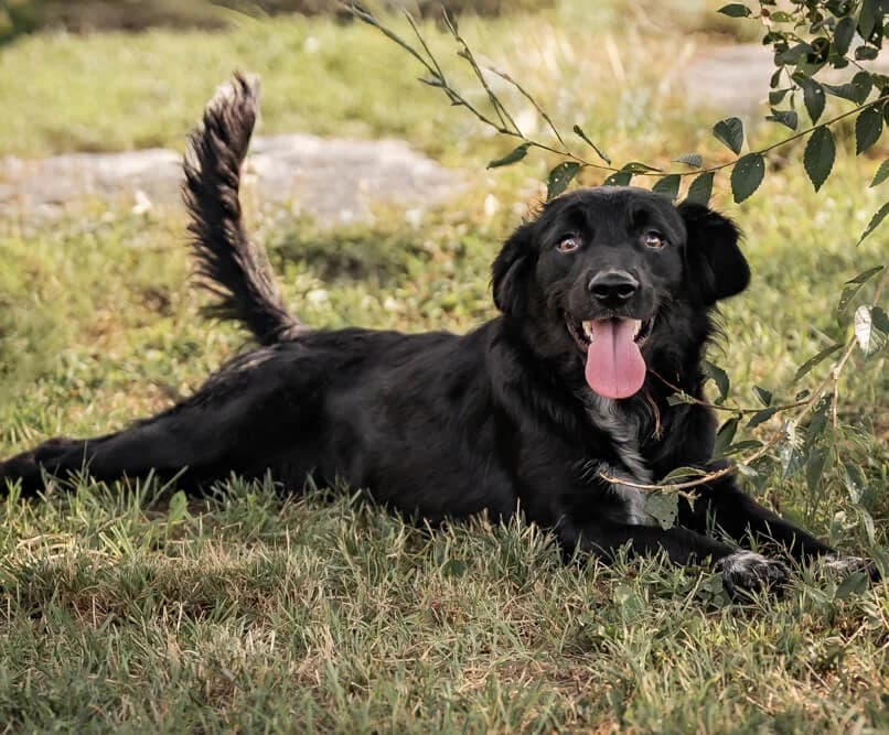 Sayana, female young Mixed Breed for adoption at Animal Care Hungary
