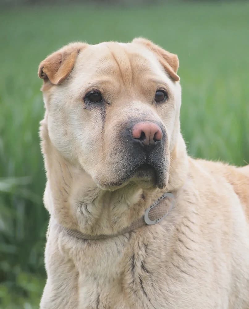Tapi, male senior Mixed Breed for adoption at Animal Care Hungary