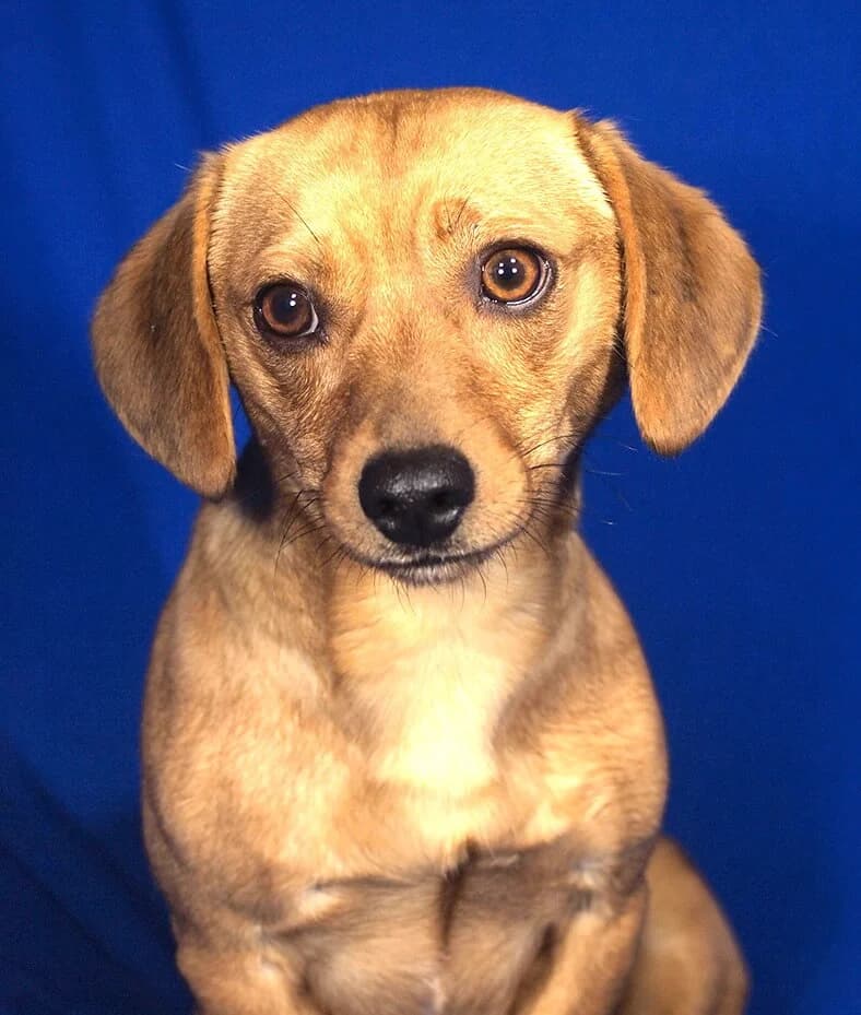 Toby, male young Dachshund for adoption at Animal Care Hungary