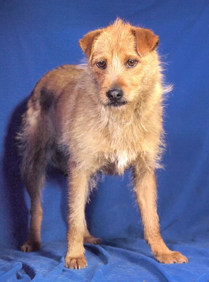 Trixie, female young Mixed Breed for adoption at Animal Care Hungary