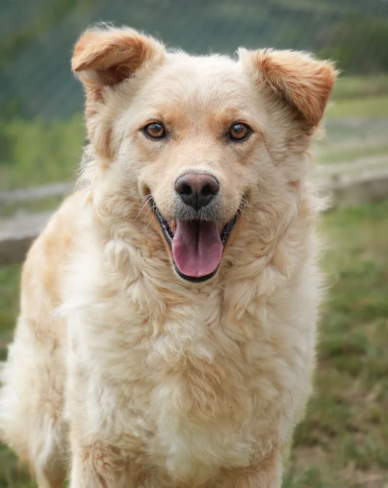 Vito, male Mixed Breed for adoption at Animal Care Hungary