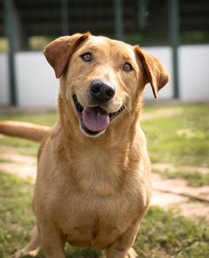 Willi, male 4yo Mixed Breed for adoption at Animal Care Hungary