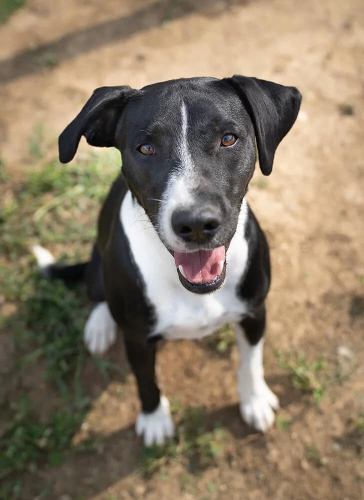 Wilson, male young Mixed Breed for adoption at Animal Care Hungary